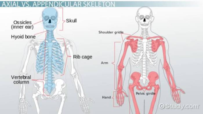 Axial and appendicular skeleton quiz