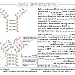 Review of protein synthesis worksheet