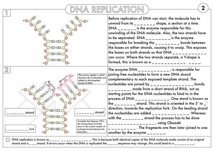 Review of protein synthesis worksheet