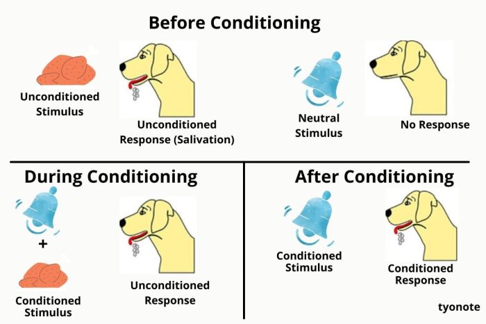 Classical and operant conditioning worksheet