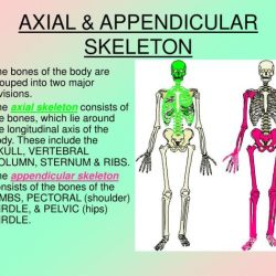 Axial and appendicular skeleton quiz