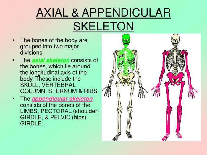 Axial and appendicular skeleton quiz