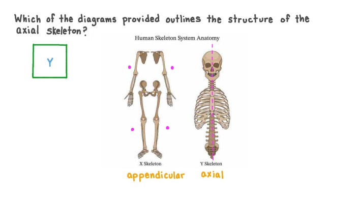 Axial and appendicular skeleton quiz