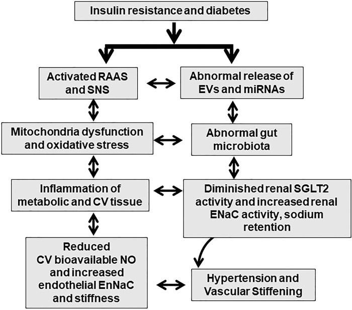 Shadow health hypertension and type 2 diabetes