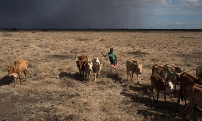 Loss of fertile land fuels looming crisis across africa